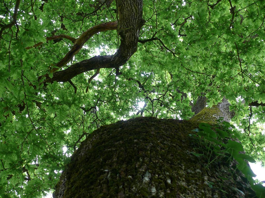 Gites A L'Ombre Des Chenes Châteauvieux Cameră foto