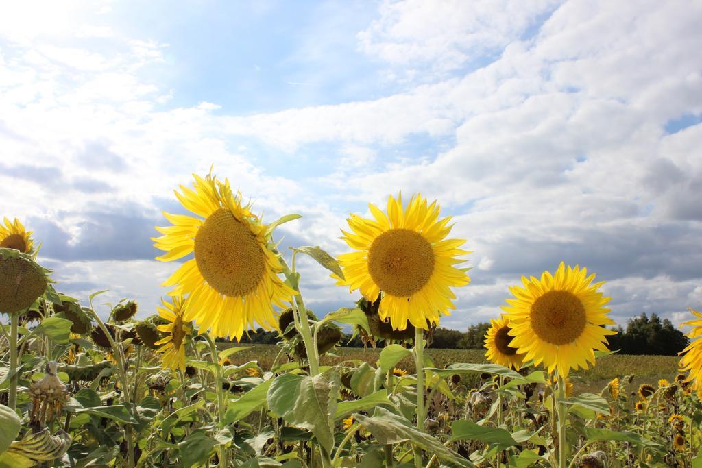 Gites A L'Ombre Des Chenes Châteauvieux Cameră foto